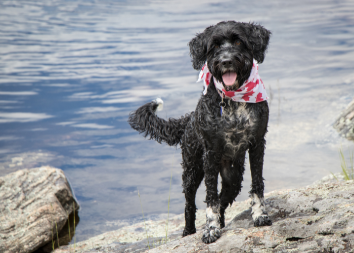 Het karakter van de Portugese Waterhond.